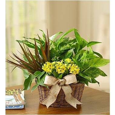 European Dish Garden