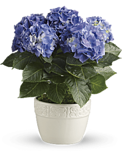 <p>Bring calm, charm, and color into someone’s day with this lush and blooming blue hydrangea, known for its serene beauty and lasting appeal. With soft, cloud-like clusters in shades of blue, this 6-inch potted plant makes a thoughtful gift for any occasion and adds a peaceful touch to any space.</p>
<p>Each plant features vibrant green foliage and abundant blue blooms, creating a fresh, elegant display that works beautifully in homes, offices, or patios. Hydrangeas are loved for their fullness and seasonal longevity, offering weeks of visual enjoyment with simple care. Whether sending a housewarming gift, celebrating a birthday, or surprising someone just because, this hydrangea delivers your message with grace and charm.</p>
<p>Presented in a decorative container chosen to complement the plant’s soft tones, the hydrangea is ready to impress straight out of the box. While containers may vary based on availability, each is selected for style and versatility, ensuring a polished presentation in any setting.</p>
<p>Hand-delivered by trusted florists, your gift arrives fresh and fully arranged—never boxed or shipped. Same-day plant delivery is available locally, providing a reliable and personal touch with every order.</p>
<p>Add a heartfelt message during checkout to personalize your delivery. Whether for a friend, colleague, or family member, this hydrangea brings tranquility and happiness with every petal. Order today to send a living gift that brings beauty, calm, and lasting joy.</p>