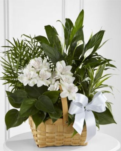 <p>Offer sincere condolences and lasting comfort with this graceful, living dishgarden, thoughtfully designed to convey peace, strength, and remembrance during difficult times. With its serene beauty and enduring nature, this arrangement gently expresses heartfelt sympathy and quiet support, making it a meaningful choice when words alone are not enough.</p>
<p>The arrangement features a carefully curated assortment of lush green plants, selected to create a harmonious blend of textures, shades, and shapes. Soft white Peruvian lilies complement these vibrant greens, introducing a delicate floral accent symbolic of purity, compassion, and lasting memories. Presented beautifully in a rectangular natural woodchip basket, the garden is elegantly finished with a crisp white satin ribbon, enhancing its understated grace and comforting presence.</p>
<p>This living garden serves as an enduring alternative to traditional sympathy bouquets, offering recipients a lasting tribute that symbolizes continuous care, resilience, and the nurturing power of memory. Ideal for memorial services, funerals, or to send directly to a loved one’s home, this dishgarden provides gentle reassurance and a tangible representation of your ongoing support during moments of grief and reflection.</p>
<p>Every arrangement is expertly crafted and delivered with attentive care, ensuring each garden is fresh, vibrant, and prepared to convey your deepest condolences with sensitivity and compassion. The easy-to-maintain nature of this living arrangement ensures it remains a comforting presence, flourishing quietly in a home or office, long after initial expressions of sympathy.</p>
<p>When seeking to convey meaningful, heartfelt sympathy, this graceful dishgarden offers a quiet yet powerful message of compassion, remembrance, and peace. By choosing this enduring arrangement, you provide not only immediate comfort but also a lasting reminder that support, care, and love continue to grow through all seasons of life.</p>