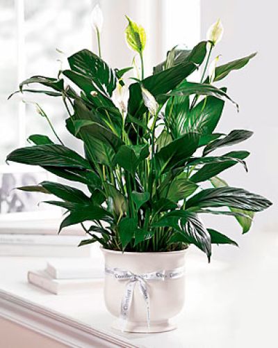 <p>Send a silent message of comfort, hope, and peace with a gift that speaks through natural beauty. This graceful and lasting planter is perfect for expressing sympathy and offering solace during difficult times.</p>
<p>The elegant planter features a lush peace lily plant with dark green leaves that provide a serene backdrop to its white, candle-like blooms. The creamy white ceramic container enhances the plant’s natural beauty while adding a touch of sophistication to any setting.</p>
<p>Ideal for funerals, memorial services, or as a sympathy gift to a grieving family, this planter conveys quiet support and enduring care. Its easy-to-care-for nature makes it a thoughtful and lasting reminder of heartfelt sentiments.</p>
<p>Each planter is carefully prepared with attention to detail to ensure freshness and beauty. Same-day delivery is available to ensure your gift arrives fresh and beautifully presented.</p>
<p>Add a personal message at checkout to accompany your living tribute. Send more than a plant—send a symbol of peace and compassionate care with this meaningful gift.</p>