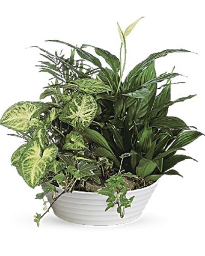<p>Send lasting comfort and natural beauty with a living gift that grows and thrives over time. This lush dishgarden presents a thoughtful collection of easy-care plants designed to bring peace, greenery, and a refreshing presence to any home, office, or service setting for months to come.</p>
<p>The bowl planter features a vibrant mix of plants, including dracaena, ivy, palm, spathiphyllum, and syngonium. The variety of textures and shades of green creates a calming and revitalizing display that enhances any space with its natural charm and balanced composition.</p>
<p>Ideal for sympathy gifts, housewarmings, or for anyone who appreciates the soothing presence of plants, this dishgarden offers a lasting reminder of care and compassion. Its living nature provides ongoing beauty and comfort, making it a meaningful expression of thoughtful kindness that endures well beyond the moment it is received.</p>
<p>Each dishgarden is carefully assembled by skilled professionals who select and arrange each plant with attention to health and vitality. Prepared with care and delivered promptly, the arrangement arrives fresh, lush, and vibrant, ready to nurture well-being and create a peaceful atmosphere. Personalized messages can be added at checkout to accompany your living gift and deepen the sentiment.</p>
<p>By sending this dishgarden, you offer more than just plants—you share enduring peace and thoughtful kindness. It stands as a living symbol of your support and care, providing lasting comfort and natural beauty to those who receive it.</p>