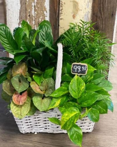 <p>Send a message of warmth and lasting kindness with a generous and vibrant display of lush green foliage. Perfect for expressing sympathy, appreciation, or support, this thoughtful gift brings life and tranquility into any space. More than just a gesture, it is a long-lasting reminder that your care and thoughtfulness continue to grow.</p>
<p>This impressive arrangement features a variety of healthy, low-maintenance indoor plants chosen for their rich textures and vibrant shades of green. From leafy ferns to hearty palms and other tropical favorites, each plant adds its own charm and vitality. Artfully arranged in a decorative container, this planter fits beautifully into homes, offices, or memorial spaces, offering a peaceful presence that endures long after flowers have faded.</p>
<p>Ideal for sympathy occasions, get-well wishes, housewarmings, or any time you want to send lasting comfort, this versatile plant assortment is both meaningful and easy to care for. Green plants symbolize renewal, healing, and connection to nature—making them a timeless way to lift spirits and show you care.</p>
<p>Each planter is prepared with care to ensure freshness and health. Same-day delivery is available to bring your gift fresh and ready to brighten someone’s day.</p>
<p>Add a personal note at checkout to share your message of love, encouragement, or remembrance. Send more than plants—send kindness that grows and uplifts with this lasting gift of greenery.</p>
