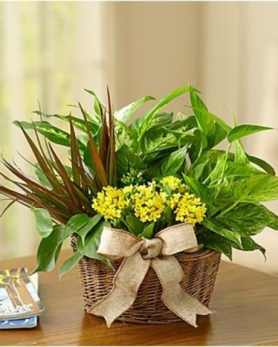 <p>When words aren’t quite enough, a living gift offers lasting comfort and beauty. This elegant dish garden brings the peaceful charm of nature indoors with a harmonious mix of green foliage and blooming plants. It’s a thoughtful gesture that continues to grow and inspire, making it perfect for marking life’s milestones or sharing quiet support.</p>
<p>Inspired by the timeless appeal of European garden design, this arrangement features a curated blend of easy-care greenery and colorful seasonal blooms. Lush tropical leaves, trailing ivy, and flowering plants like kalanchoe or peace lilies create a layered look full of texture and vitality. Each element is selected for its beauty, resilience, and ability to thrive together in a shared planter.</p>
<p>Presented in a reusable container with natural, earthy tones, the arrangement makes a striking accent for home or office. Its compact size fits well on desks, tables, or entryways, while its soothing presence uplifts any environment. The combination of colors and textures feels like a miniature sanctuary—a garden to be enjoyed every day.</p>
<p>This living gift is ideal for birthdays, thank-you gestures, sympathy expressions, housewarmings, or any occasion when you want to give something meaningful and enduring. Unlike cut flowers, the plants continue to grow and evolve, offering a quiet reminder of care, love, and renewal long after the moment has passed.</p>
<p>Each dish garden is hand-arranged and delivered with attention to detail by a professional florist. Depending on seasonal availability, plant varieties may vary slightly, but the garden’s lush feel and lasting beauty will always be preserved. It’s a gift of growth, presence, and connection—something truly special to give and receive.</p>