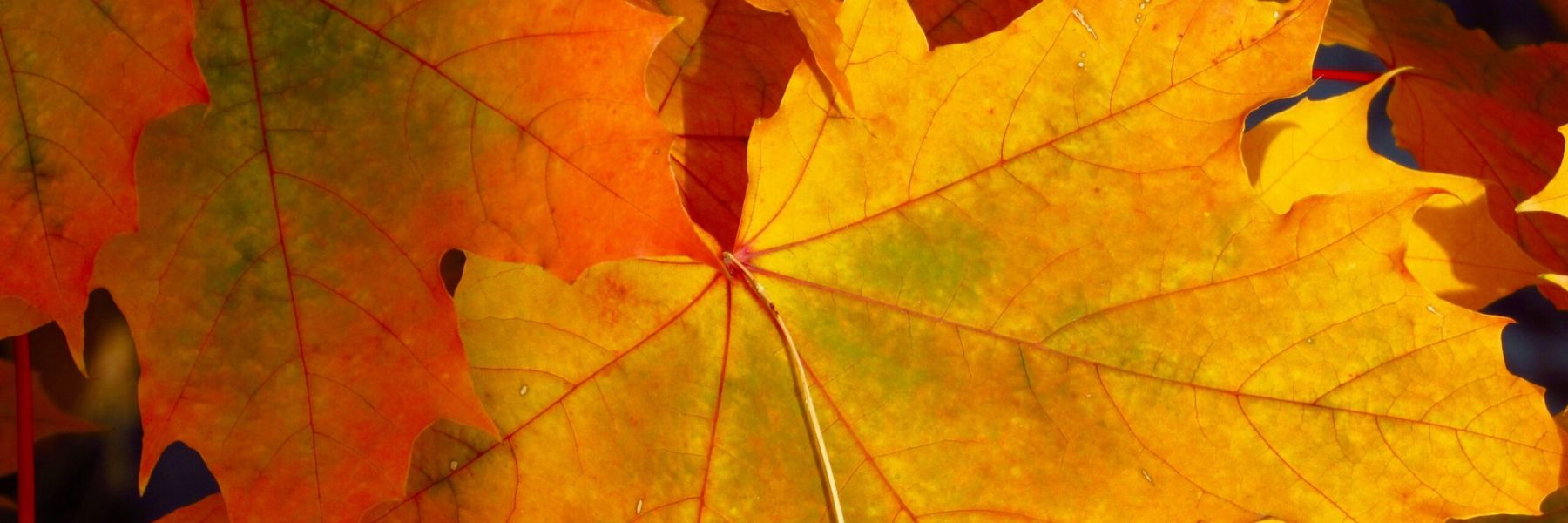 a group of yellow and orange leaves