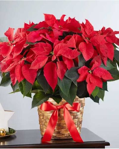 <p>Bring festive cheer and timeless elegance to any space with this signature Poinsettia Plant. A beloved symbol of the season, it fills homes with the rich warmth of bold red blooms and lush green foliage. Whether given as a thoughtful gift or used to enhance your own holiday décor, the poinsettia adds instant magic to the season.</p>
<p>This traditional plant features velvety red bracts rising above deep green leaves for a naturally striking display that radiates holiday spirit. It’s presented in a charming woven basket that lends a cozy, rustic touch—perfect for complementing both classic and contemporary interiors. The neutral container keeps the focus on the plant’s vibrant beauty while adding just the right texture and warmth.</p>
<p>More than just decoration, the poinsettia is a meaningful gesture of joy, gratitude, and goodwill. It’s an ideal gift for holiday hosts, neighbors, coworkers, and loved ones—near or far—and also makes a thoughtful seasonal offering for clients and employees. With its lasting beauty, it’s perfect for those who love to decorate throughout the holidays and into the New Year.</p>
<p>Each plant is hand-delivered by a local florist to ensure freshness, quality, and attention to detail. From the vibrant blooms to the festive wrapping and signature basket, every element is chosen to brighten someone’s day and bring joy that lasts.</p>
<p>Best enjoyed indoors, the Poinsettia Plant thrives in bright, indirect light and should be kept away from heating vents and drafts. With minimal care, it continues to bloom and delight all season long.</p>
<p>Celebrate the holidays with a timeless favorite that never goes out of style. The Poinsettia Plant brings comfort, color, and joy to everyone on your list.</p>