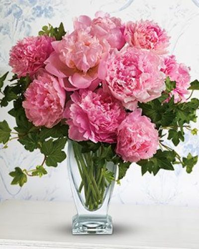 <div id="desc-3">
<p>Few flowers make a statement of elegance quite like the peony, and this luxurious bouquet does just that—effortlessly and beautifully. With its soft petals, gentle fragrance, and graceful shape, it's a refined way to celebrate life’s most cherished moments. Whether you're sending love, admiration, or heartfelt congratulations, these blooms radiate timeless beauty.</p>
<p>This stunning arrangement features freshly cut pink peonies, celebrated for their lush blooms and romantic charm. Each stem is carefully chosen to highlight the flower’s full, ruffled form and delicate pastel tones. The peonies are paired with trailing green ivy for texture and depth, all presented in a sculptural glass vase that blends modern elegance with classic appeal.</p>
<p>It's a perfect choice for milestones like anniversaries, birthdays, or welcoming a new baby girl. It also makes a luxurious “just because” gift for someone who appreciates floral artistry. With its balanced all-around design, it makes a lovely centerpiece or a striking accent in any space.</p>
<p>Every bouquet is expertly crafted and hand-delivered by a local florist to ensure freshness and beauty from the moment it arrives. Local delivery is available in most areas to make your thoughtful gesture easy and seamless.</p>
<p>Send elegance and charm with this lush pink peony bouquet—an unforgettable gift for life's most beautiful moments.
</p></div>