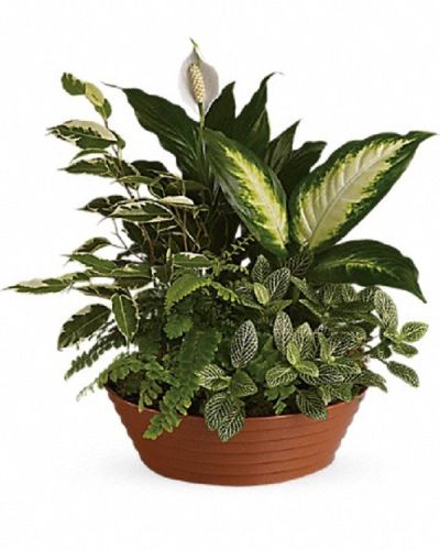 <p>Bring calm and natural beauty into any space with a gift thoughtfully designed to soothe and delight. This charming collection of living plants creates a peaceful atmosphere, making it an ideal addition to homes, offices, or any setting in need of tranquility and freshness.</p>
<p>The elegant planter features a graceful white hypoestes plant surrounded by lush green dieffenbachia, spathiphyllum, ficus, and Boston fern. Nestled in a tasteful plastic dish, the combination of vibrant greenery and soft white accents offers a fresh and balanced display that uplifts and refreshes any room.</p>
<p>Perfect for any occasion or season, this planter makes a considerate gift for birthdays, housewarmings, sympathy, or simply to brighten someone’s day. Its natural beauty and easy-care nature provide lasting comfort and style, bringing a soothing presence that continues to thrive.</p>
<p>Each Serenity Garden is carefully assembled by skilled professionals who select and arrange each plant with attention to health and vitality. Delivered fresh and vibrant, the arrangement arrives ready to bring peace and joy to its recipient. Personal messages can be included to accompany your living gift and add a special touch of thoughtfulness.</p>
<p>Sending this planter means offering more than just plants—you share tranquility, kindness, and thoughtful care. It stands as a living symbol of support and compassion, creating a serene environment that nurtures well-being and comfort for those who receive it.</p>
