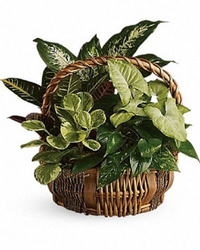 <p>Send a lush and lasting gift that speaks with quiet beauty and enduring charm. This garden basket is a vibrant collection of greenery that brings natural elegance to any space, making it a thoughtful choice for nearly any occasion.</p>
<p>The basket includes a variety of popular indoor plants such as pothos, nephthytis, dieffenbachia, croton, and peperomia. Set in a distinctive willow rope basket, the mix of textures and shades of green offers a refreshing and grounding presence wherever it is displayed.</p>
<p>Ideal for birthdays, sympathy gestures, office decor, or housewarming gifts, this garden basket is suitable for both men and women. Its fresh, calming appeal makes it a versatile choice when you want to offer encouragement, congratulations, or a thoughtful “just because.”</p>
<p>Each basket is carefully prepared by expert florists. Same-day delivery is available to ensure your green gift arrives healthy, full, and beautifully presented.</p>
<p>Add a personalized message at checkout to make your gift even more special. This garden basket is more than just plants—it is a living reminder of your care and thoughtfulness.</p>