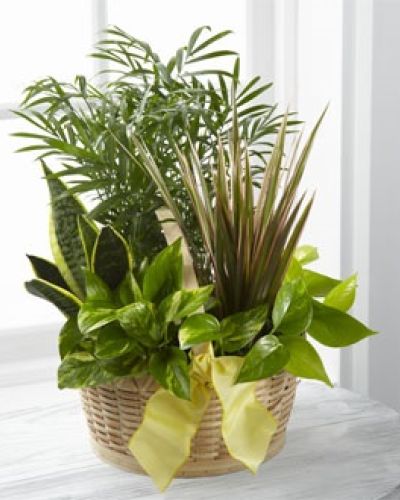 <p>Send a gift that breathes life, warmth, and lasting beauty into any setting with this lush, living garden arrangement. Inspired by the timeless elegance of European conservatories, it delivers an inviting touch of nature indoors, creating an atmosphere of tranquility and charm. Whether marking joyous celebrations or expressing gentle comfort, this vibrant greenery serves as a heartfelt reminder that someone cares deeply.</p>
<p>Nestled thoughtfully within a natural, rustic woodchip basket, this arrangement blends carefully selected plants chosen for their diverse textures and rich shades of green. Each garden typically includes thriving favorites such as peace lilies, graceful ferns, resilient dracaena, lush pothos, and an assortment of other seasonal plants, collectively known for their air-purifying qualities. Together, these varied greens create a balanced composition full of visual interest and calming beauty.</p>
<p>Perfectly suited for a range of occasions, this living arrangement eloquently conveys birthday wishes, congratulations, expressions of gratitude, or condolences when comforting words are difficult to find. Its easy-care nature makes it an ideal choice for hospital stays, office spaces, memorial services, or simply brightening someone’s home environment. Unlike traditional cut flowers, this lasting garden thrives with minimal attention, growing as a continuous reminder of affection and thoughtfulness.</p>
<p>Each arrangement is carefully prepared, ensuring it arrives lush, vibrant, and ready to provide immediate joy and comfort. With proper care, this delightful garden will flourish for months, gently uplifting the spirits and enhancing the ambiance of any interior space. It offers the recipient an ongoing connection to nature’s serenity and beauty, bringing lasting pleasure and warmth into their lives.</p>
<p>When you seek a meaningful, enduring, and genuinely thoughtful gift, nothing expresses care and appreciation quite like a beautifully arranged living garden. Rich in symbolism and natural grace, this arrangement delivers lasting joy, support, and heartfelt sentiments that speak volumes, regardless of the occasion.</p>