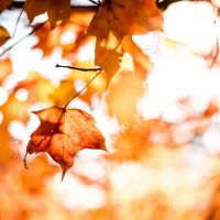 a close up of a leaf